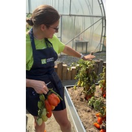 Томат Кебаб F1/Cем Алт/цп 5 шт. НОВИНКА!