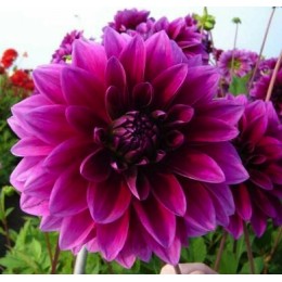 Георгина Ле Барон/ 1 шт. в уп.