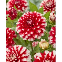 Георгина Нагано/ 1 шт. в уп.