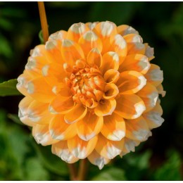 Георгина Сиэтл/ 1 шт. в уп.