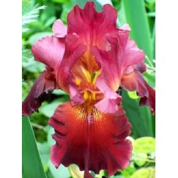 Ирис Самурай Уорриор/ 1 шт. в уп.