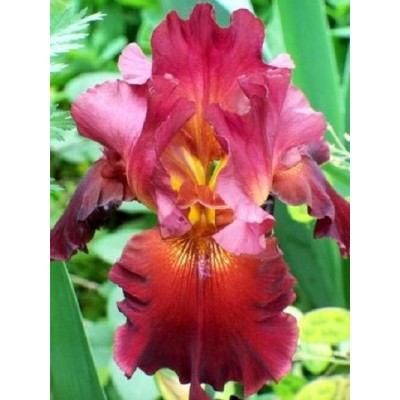 Ирис Самурай Уорриор/ 1 шт. в уп. Ирис Самурай Уорриор/ 1 шт. в уп.