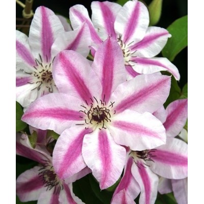 Клематис Капитан Тулле/ 1 шт. в уп. Клематис Капитан Тулле/ 1 шт. в уп.