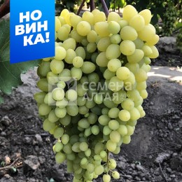 Виноград Кишмиш Бесподобный (3-х летка)/Сем Алт/1шт. в коробке