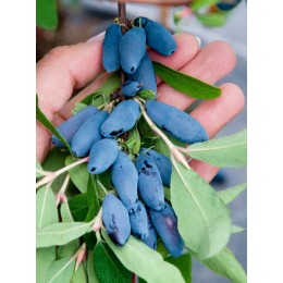 Жимолость Аврора/ 1 шт.