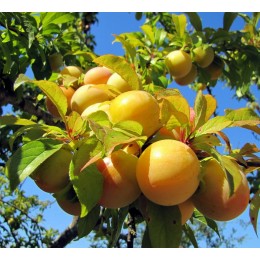 Слива Медовая/ 1 шт.