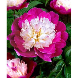 Пион Санта Фе (2-3 почки)/ 1 шт. в уп.