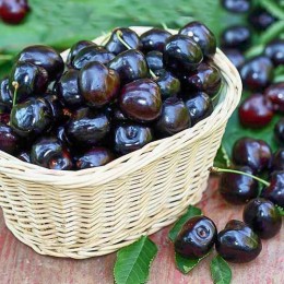 Черешня Черный жемчуг/ 1шт.