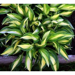 Хоста Лэйксайд Литл Тафт/ 1 шт. в уп.