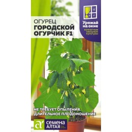 Огурец Городской Огурчик F1/Сем Алт/цп 5 шт.р УРОЖАЙ НА ОКНЕ!