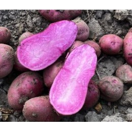 Картофель Марсианка (суперэлита) / Россия/ 2 кг