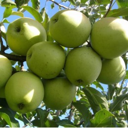 Яблоня Симиренко/ 1 шт.