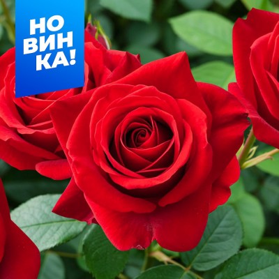 Роза Кисс Кордана/Сем Алт/1шт. в коробке Роза Кисс Кордана/Сем Алт/1шт. в коробке