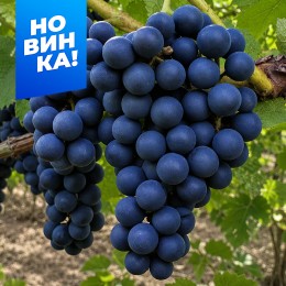 Виноград Бета/Сем Алт/1 шт. в коробке