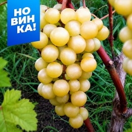 Виноград Супага/Сем Алт/1 шт. в коробке