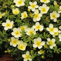 Лапчатка Лаймлайт/ 1 шт.