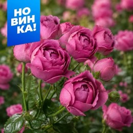 Роза Мисти Баблз/Сем Алт/1шт. в коробке