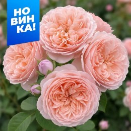 Роза Метаморфоза/Сем Алт/1шт. в коробке