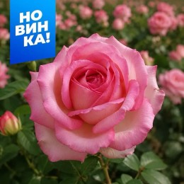 Роза Оноре де Бальзак/Сем Алт/1шт. в коробке