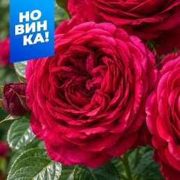 Роза Роза 4 ветров/Сем Алт/1шт. в коробке