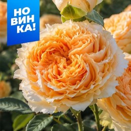 Роза Веддинг Экспрешн/Сем Алт/1шт. в коробке