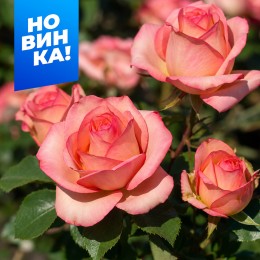 Роза Винтаж/Сем Алт/1шт. в коробке
