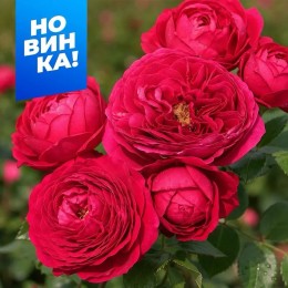 Роза Дарси/Сем Алт/1шт. в коробке