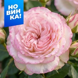 Роза Дольче Саммерхаус/Сем Алт/1шт. в коробке