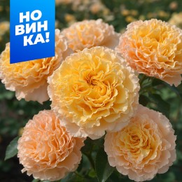 Роза Кампанелла Пич/Сем Алт/1шт. в коробке