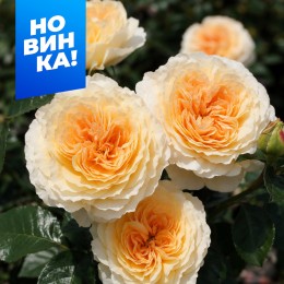 Роза Карамель Антик/Сем Алт/1шт. в коробке