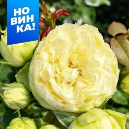 Роза Лемон Пиано/Сем Алт/1шт. в коробке