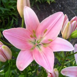 Лилия Кьянти/ 3 шт. в уп.