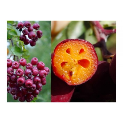 Рябина Гранатная/1шт.