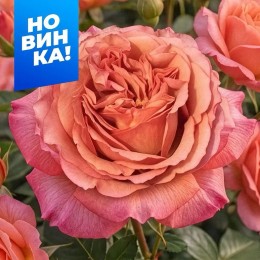 Роза Марракеш/Сем Алт/1шт. в коробке