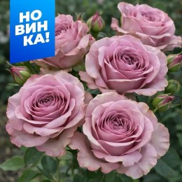Роза Монмартр/Сем Алт/1шт. в коробке