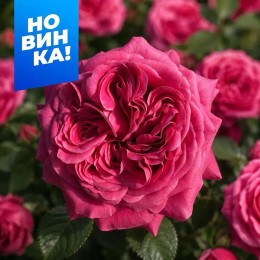 Роза Олл Фо Лав/Сем Алт/1шт. в коробке