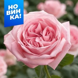 Роза Пинк О'Хара/Сем Алт/1шт. в коробке