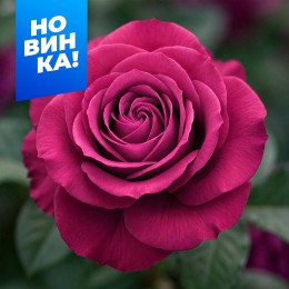 Роза Прешез Моментс/Сем Алт/1шт. в коробке