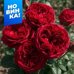 Роза Распберри Элеганс/Сем Алт/1шт. в коробке