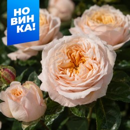 Роза Свит вувузела/Сем Алт/1шт. в коробке
