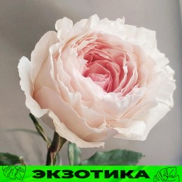 Роза Тсумуги Фули Фули/Сем Алт/1шт. в коробке