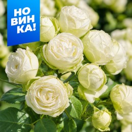 Роза Ванилла Лейс/Сем Алт/1шт. в коробке