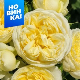 Роза Зе Пилигрим (Пилигрим)/Сем Алт/1шт. в коробке