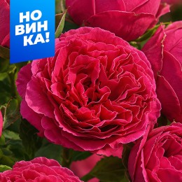 Роза Кейт/Сем Алт/1шт. в коробке
