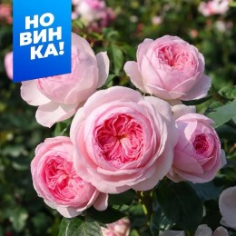 Роза Мон кёр/Сем Алт/1шт. в коробке
