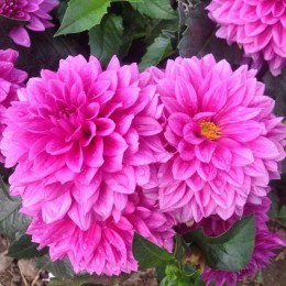 Георгина Клодетт/ 1 шт. в уп.