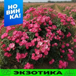 Роза Анжела/Сем Алт/1шт. в коробке