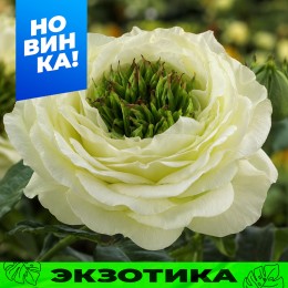 Роза Грин Ай/Сем Алт/1шт. в коробке