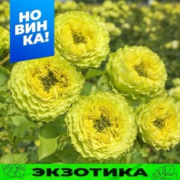 Роза Лемон Зест/Сем Алт/1шт. в коробке