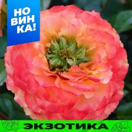 Роза Метеор/Сем Алт/1шт. в коробке